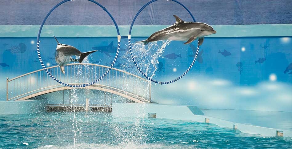  Biểu diễn cá heo tại Tuần Châu là một trong những chương trình giải trí thu hút du khách bởi những màn trình diễn thông minh, sinh động và đầy ấn tượng. 