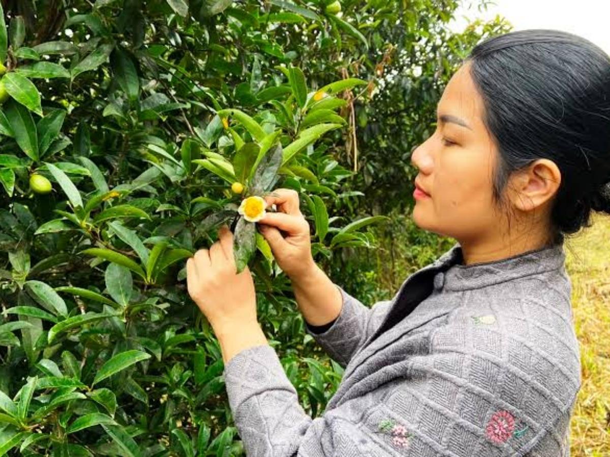 Đến Ba Chẽ vào đúng mùa hoa, du khách có cơ hội quan sát người dân thu hái những bông trà vừa nở.