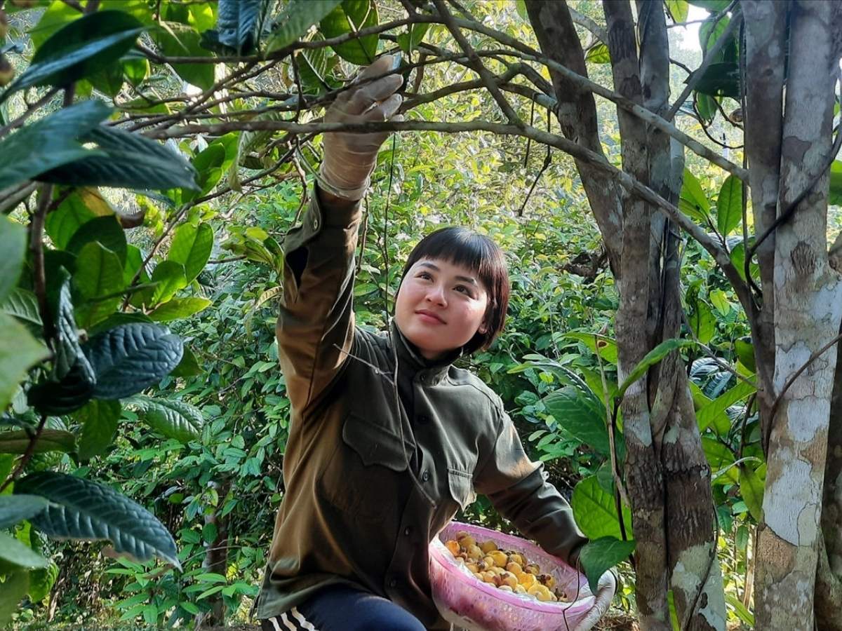 Mùa trà hoa vàng Ba Chẽ còn mang đến nhiều trải nghiệm gắn với thiên nhiên, văn hóa và nông nghiệp địa phương