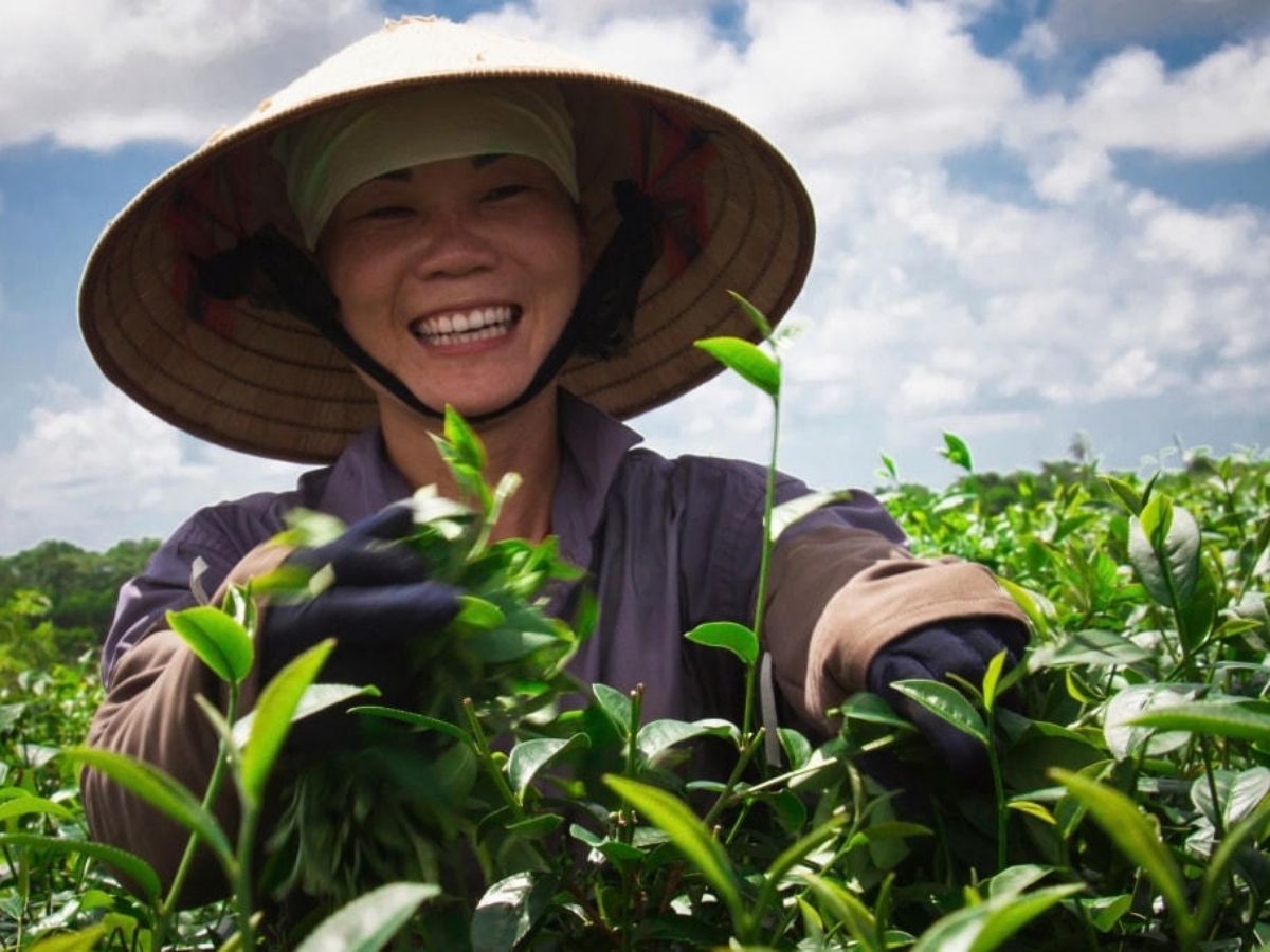 Đồi chè có màu xanh quanh năm, vì vậy du khách có thể ghé thăm vào nhiều thời điểm khác nhau.