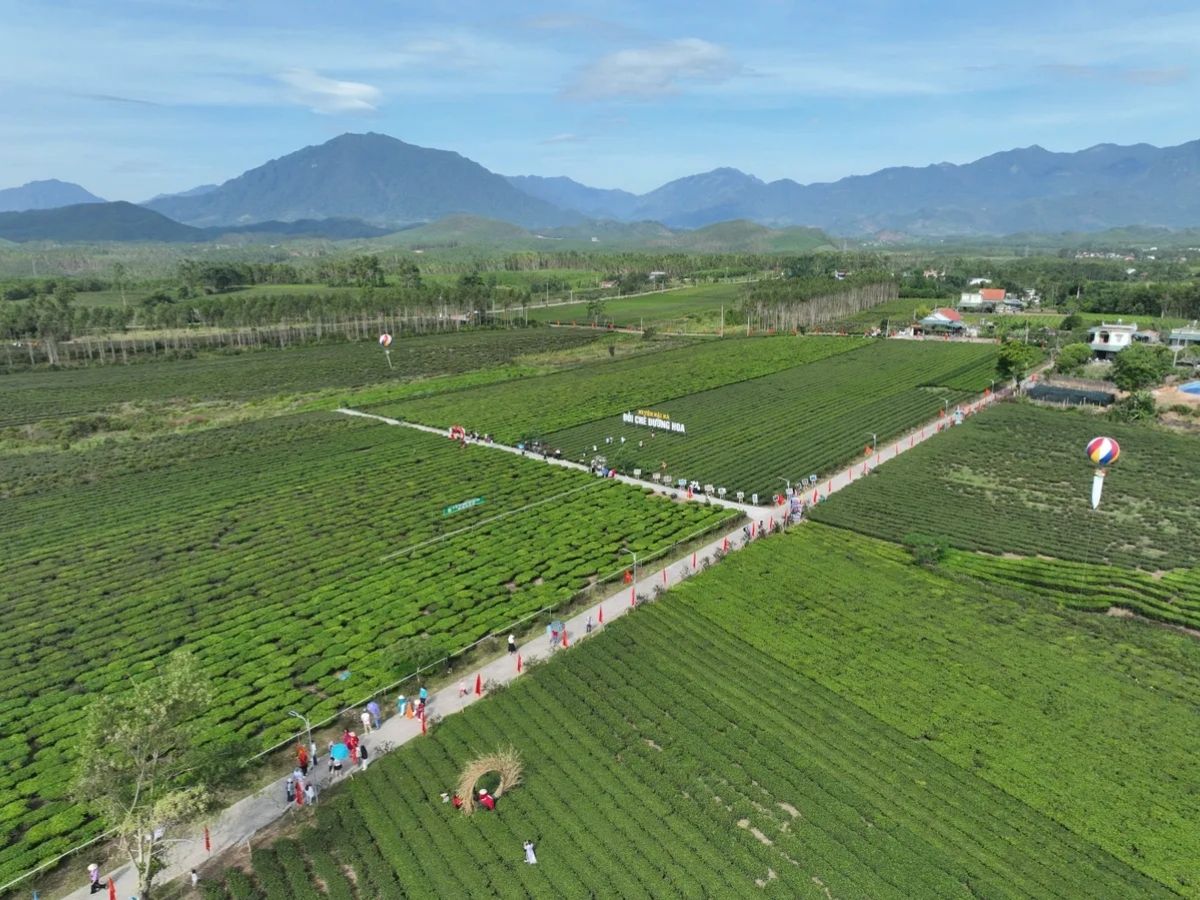 Đồi trà không chỉ là điểm tham quan mà còn là khu vực sản xuất của người dân địa phương.