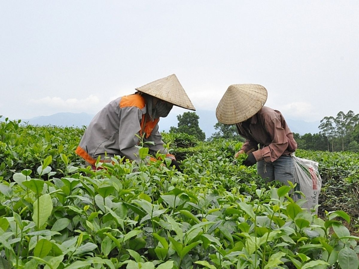 Đồi trà cổ Hải Hà nằm trong vùng trà Đường Hoa, tỉnh Quảng Ninh