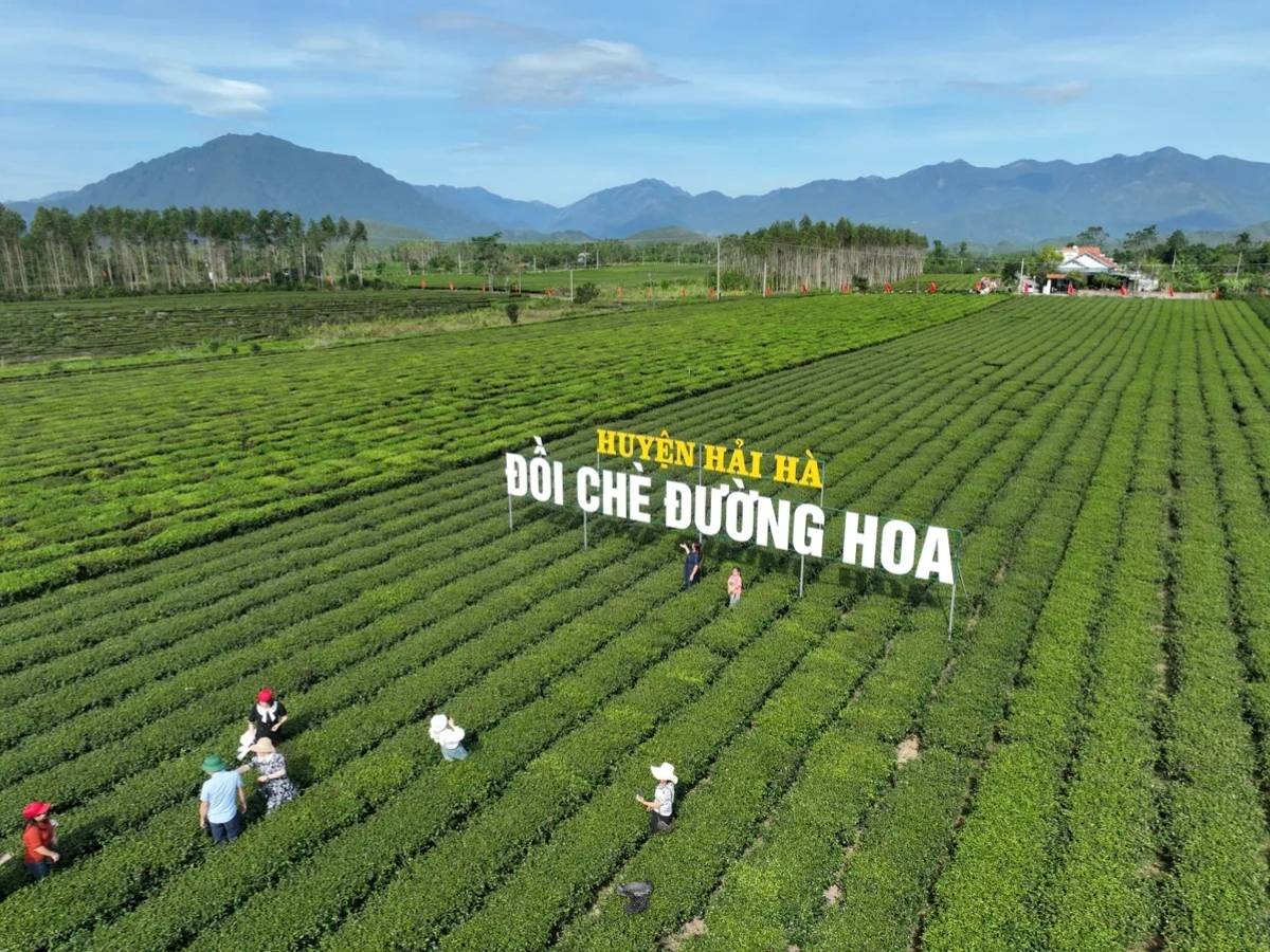 Bên cạnh tham quan, nhiều du khách còn lựa chọn trải nghiệm hái chè cùng người dân địa phương để hiểu hơn về nghề trồng chè lâu đời của Hải Hà