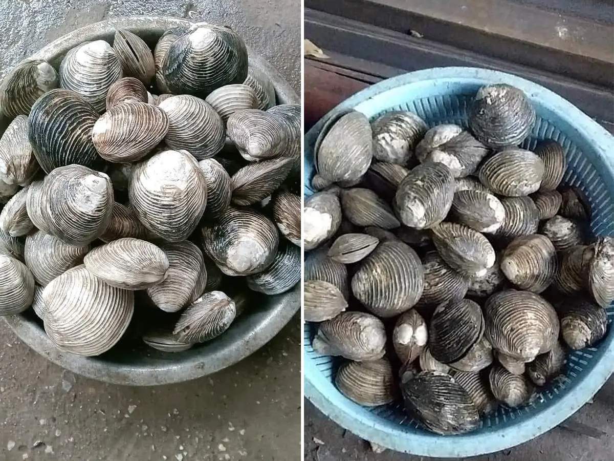 Ngán biển Quảng Ninh là một trong những đặc sản nổi tiếng của vùng biển Đông Bắc