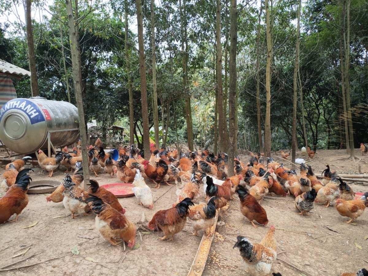 Gà Tiên Yên Quảng Ninh là một trong những đặc sản nổi tiếng của vùng Đông Bắc