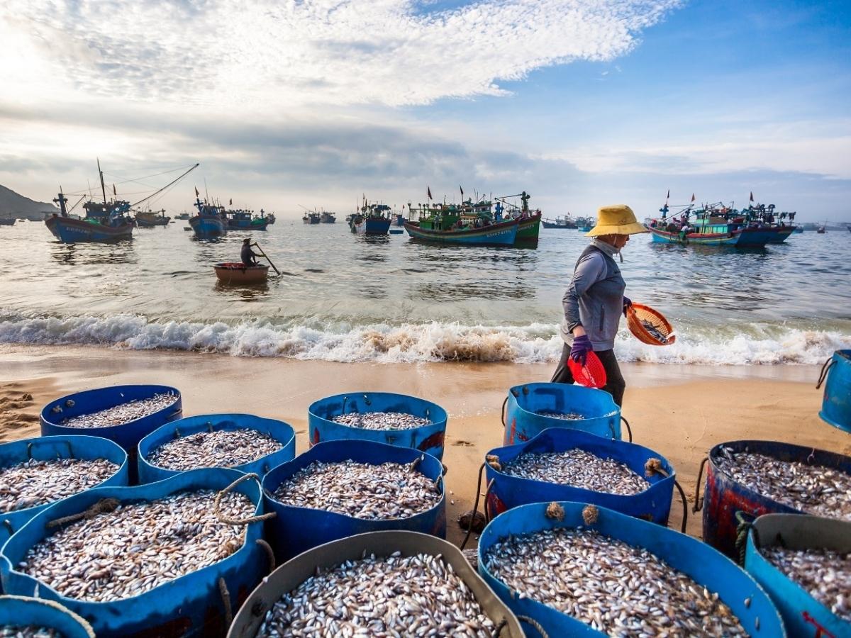 Biển Trà Cổ được thiên nhiên ưu đãi với nguồn hải sản phong phú và tươi ngon.