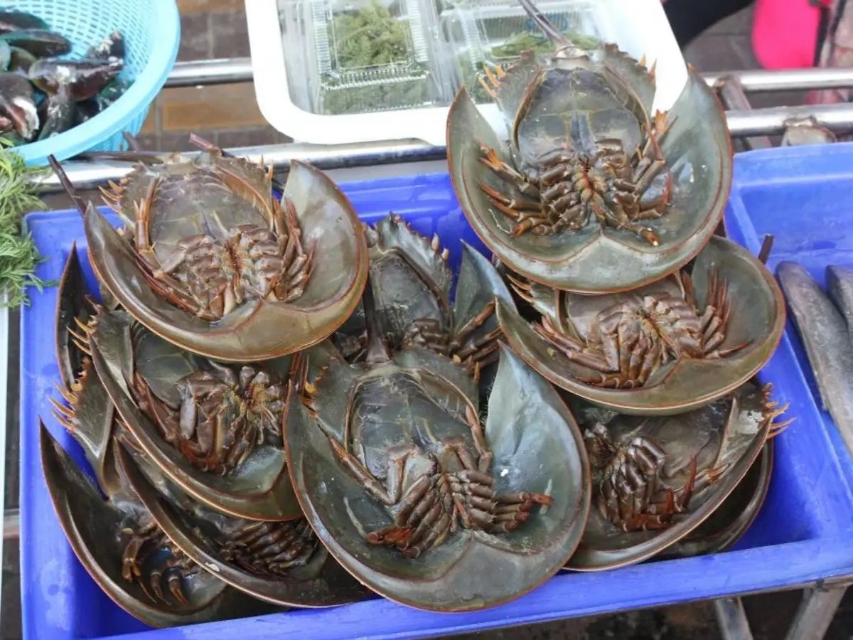 Nghề đánh bắt sam biển Quảng Ninh vẫn duy trì phương pháp thủ công truyền thống