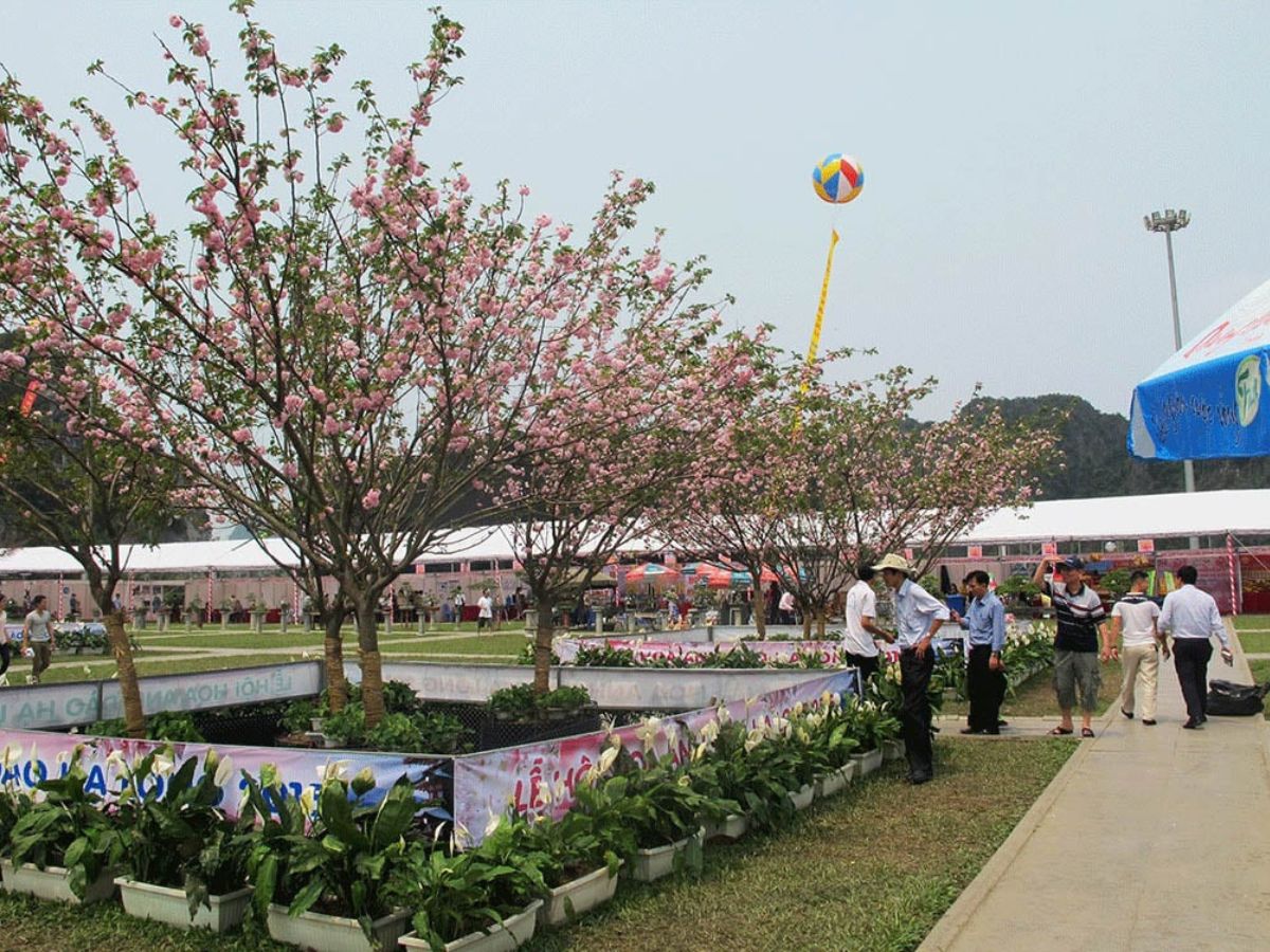 Lễ hội hoa Anh đào Hạ Long thu hút nhiều du khách ghé thăm