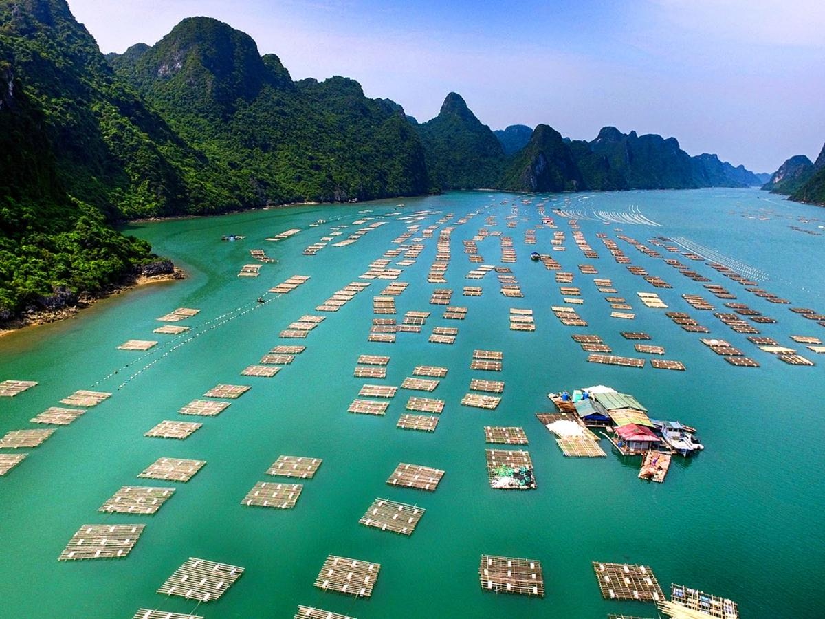 Vịnh Bái Tử Long được biết đến là một trong những vùng vịnh nổi tiếng với hệ thống đảo.