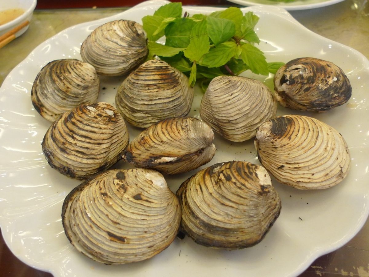 Ngán biển là loại hải sản quý, chỉ tìm thấy tại vùng biển Quảng Ninh