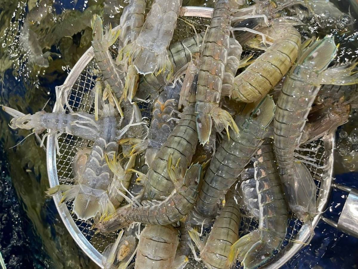 Bề bề ở Cô Tô thường có kích thước lớn, thịt chắc và ngọt.