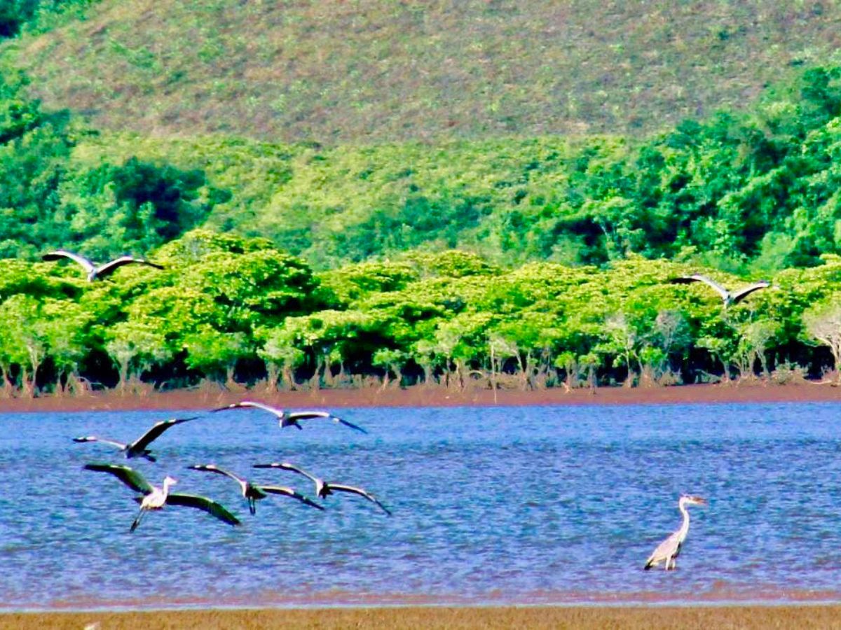 Hệ sinh thái giao hòa giữa rừng và biển tại rừng ngập mặn Đồng Rui. 