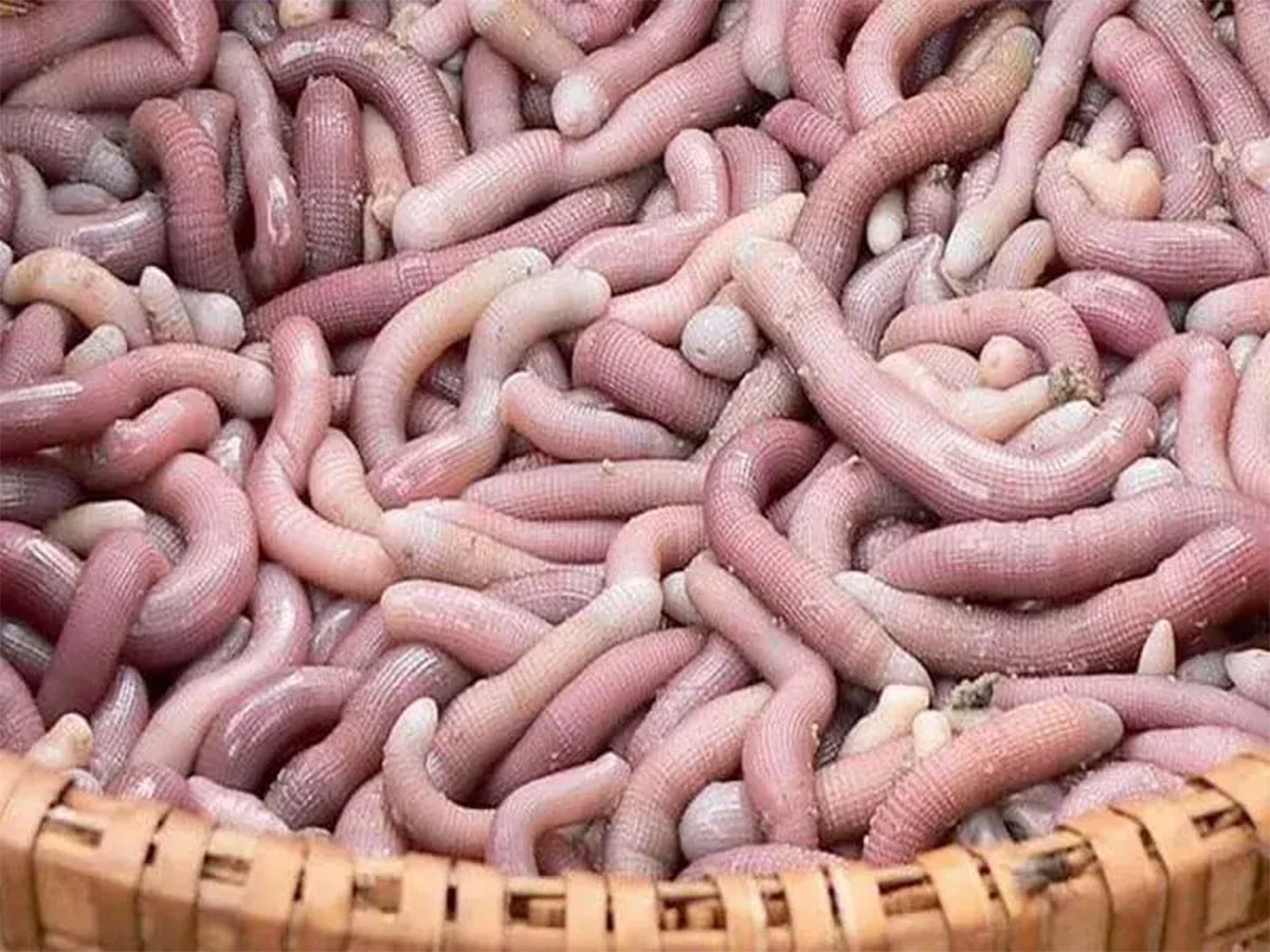 Quy trình khai thác, chế biến sá sùng khô Quảng Ninh. 