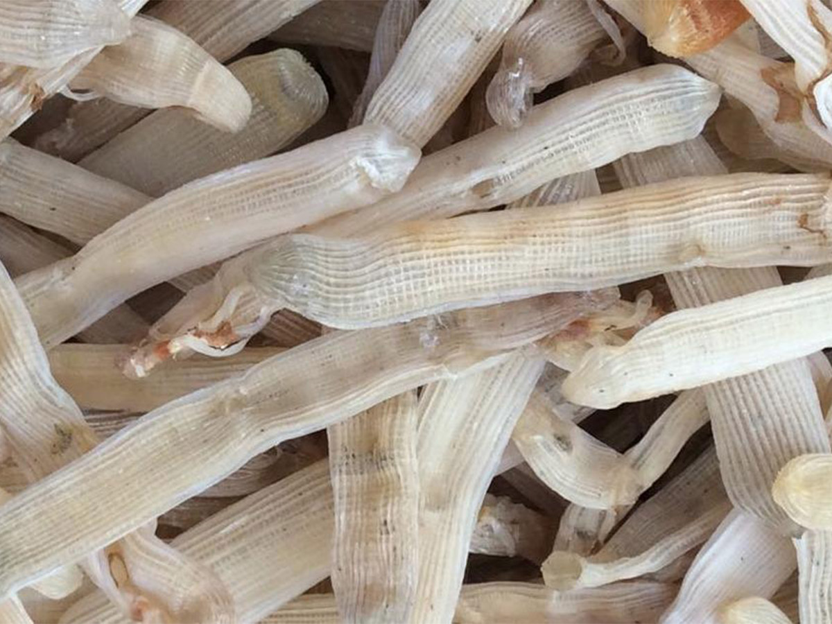 Cách chọn mua sá sùng khô Quảng Ninh.