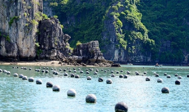  Tùng Sâu là làng nghề nuôi cấy ngọc trai nổi tiếng nhất ở Vịnh Hạ Long.