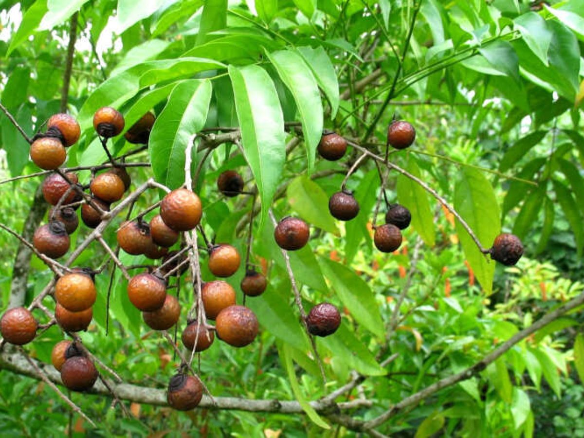  Tên gọi Bồ Hòn bắt nguồn từ loài cây bồ hòn từng mọc nhiều tại khu vực này. 